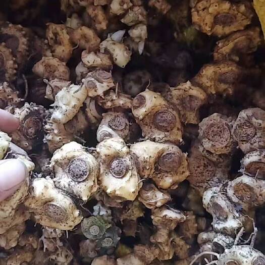 昭平县姜形黄精 黄精广西姜形多花黄精鸡头黄精