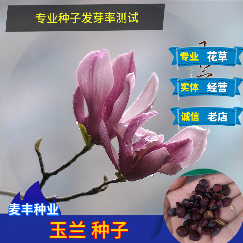 南京玉兰种子 辛夷 紫玉兰红白玉兰山玉兰树种子 药用观赏
