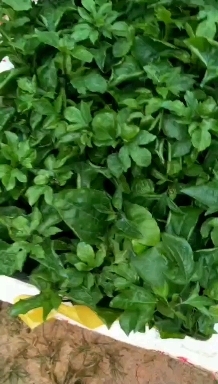 灵山县钦蜜九号百香果苗