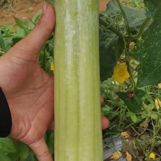 合浦县 肉丝瓜