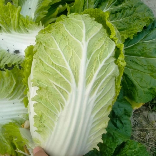 威宁县黄心大白菜