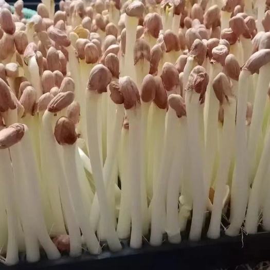 水培花生芽
