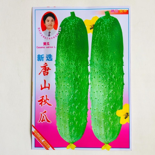 沭阳县 黄瓜种子水果黄瓜种子短黄瓜种子黄瓜种子包邮