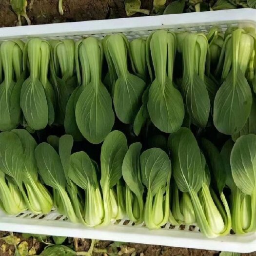 曹县 精品上海青小油菜，大量上市货源充足，欢迎新老客户下单。