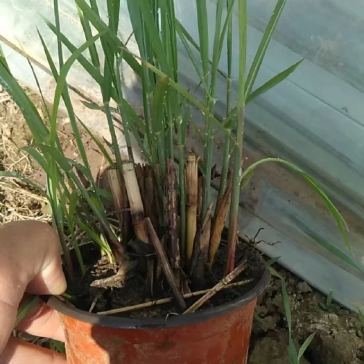 青州市草坪 矢羽芒