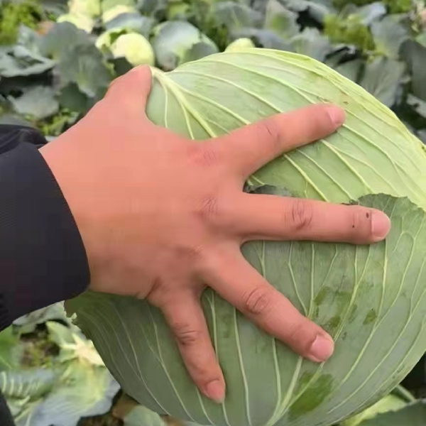 平包菜 平包，奥奇丽，京丰一号，牛心菜等