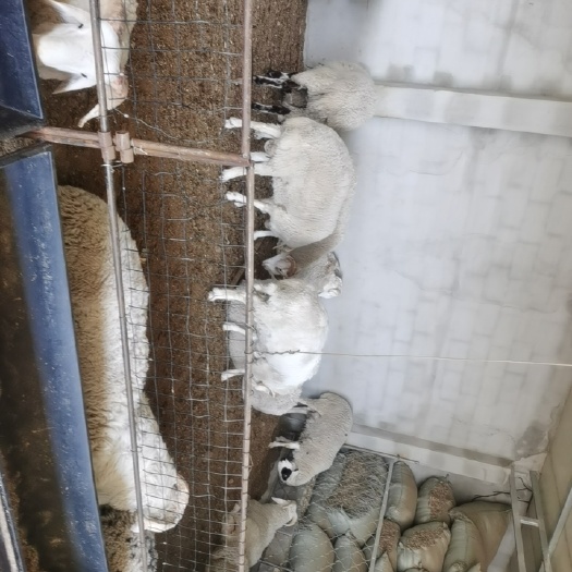 葫芦岛 育肥羊