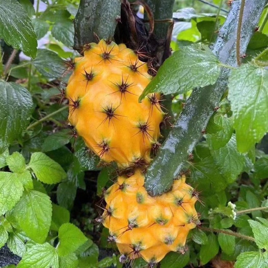 灵山县燕窝火龙果苗 嫁接苗 黄皮白皮火龙果苗无刺黄龙苗