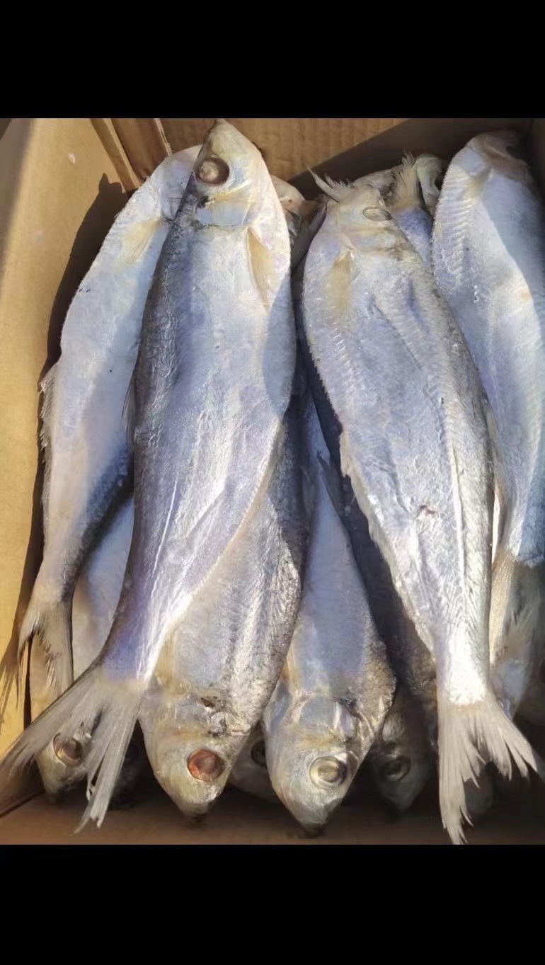 滨州白鳞鱼 支持一件代发 各种规格批发，又名快鱼 白乐鱼