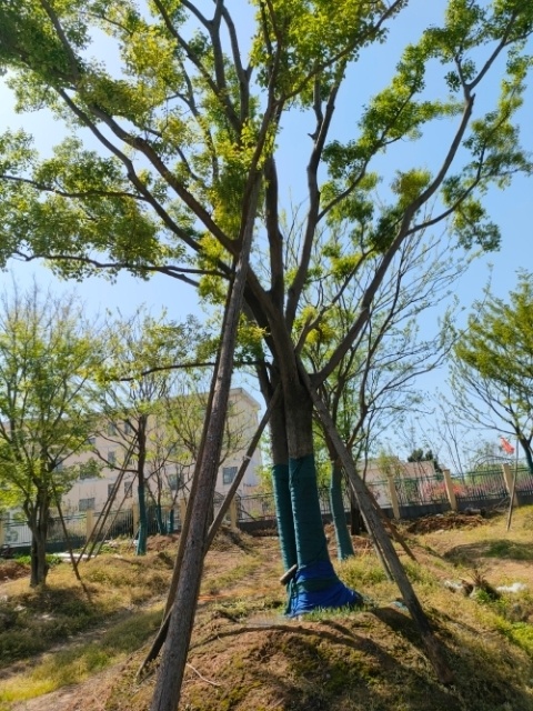 句容市朴树拼栽大量供应各玮规格，全国发货树形优美基地直销诚信经营