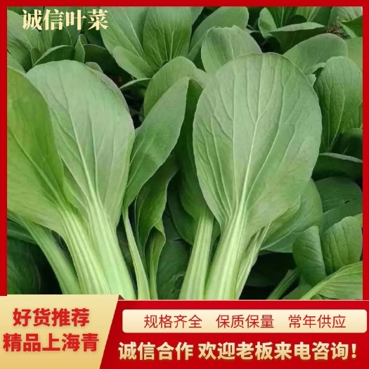 曹县精品上海青，小青菜，小油菜规格齐全保质保量常年供应