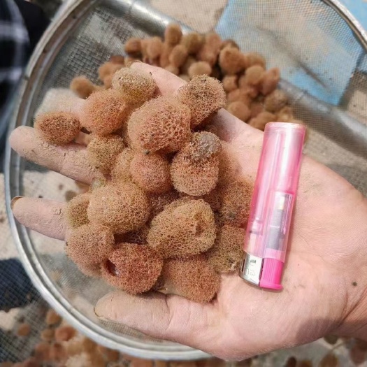 宽体金线蛭 正宗苏南货，苗茧抗体好，个体大