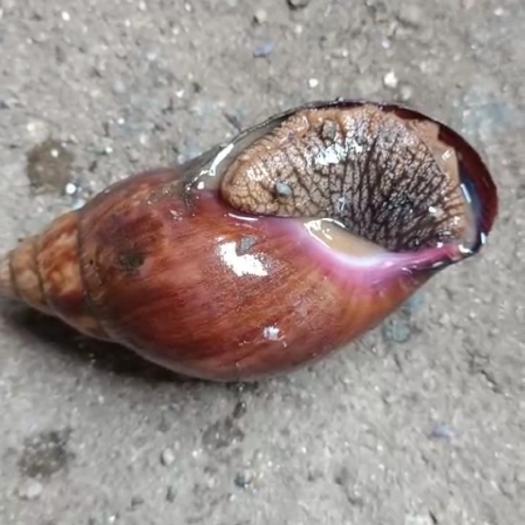 阳春市玛瑙蜗牛