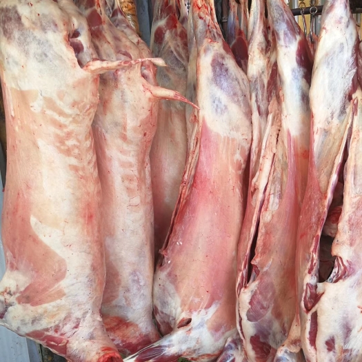 互助县白条羊 青海藏系羊肉