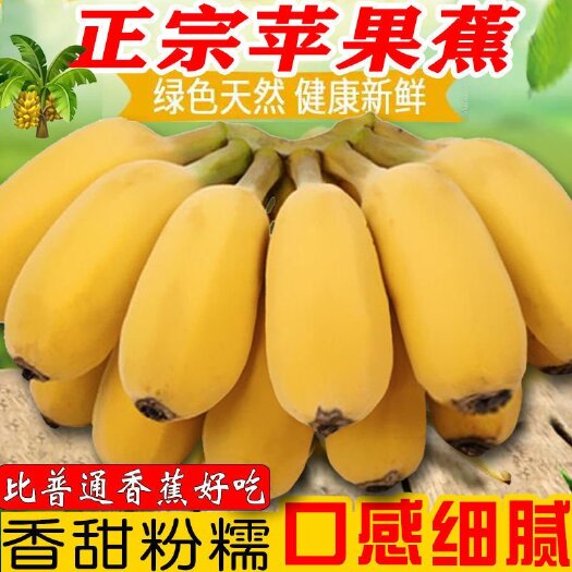 兴义市广西苹果蕉～当天现摘新鲜水果～香甜软糯、～肉质细嫩
