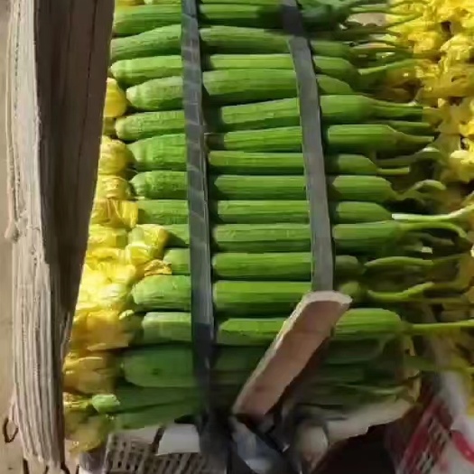 濮阳县鲜花丝瓜
