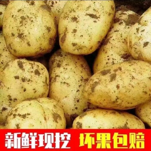 建水县现挖黄皮白心土豆一件代发云南新鲜新货蔬菜马铃薯洋芋