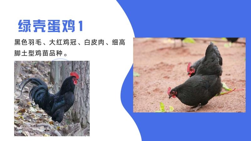 广汉市肉鸡苗  黑羽白皮红冠蛋鸡苗     绿壳蛋鸡苗    疫苗