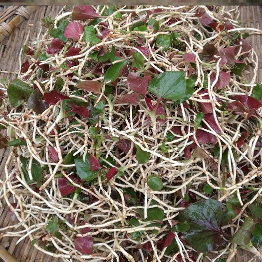 开阳县白茎鱼腥草 鱼腥草