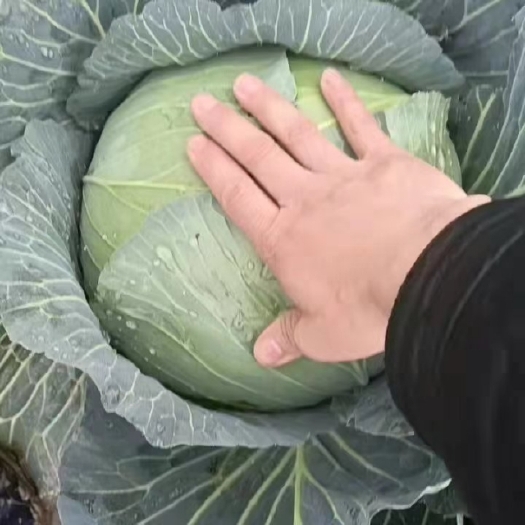 威宁县平包菜 平包，奥奇丽，京丰一号，牛心菜等