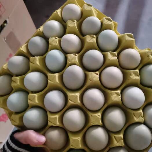武汉大号绿壳蛋