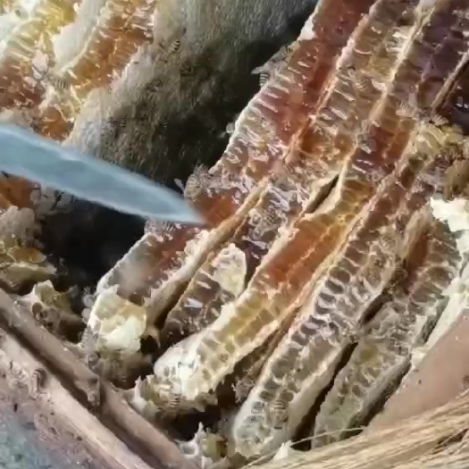 寻乌县土蜂蜜