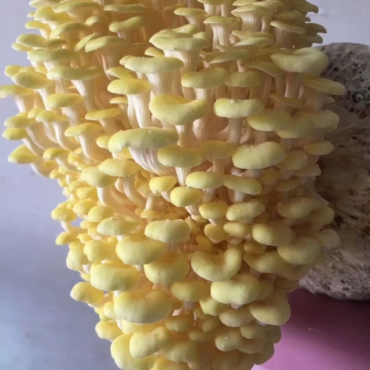 武汉 榆黄蘑，鸡油菌，黄金菇
