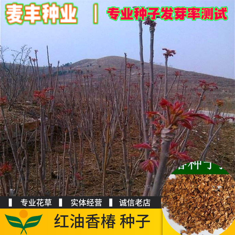 南京香椿种子 食用芽苗菜 香椿树种子臭椿树种子 红油香椿种子