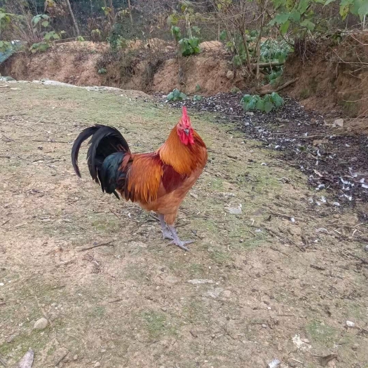 广汉市青脚土鸡苗 出壳苗  统货出售，提供销路