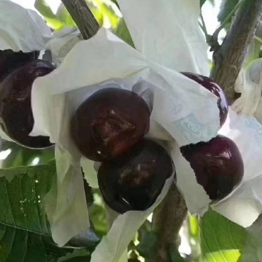 汉源县车厘子 套袋黑珍珠，一手货源量大从优，价格美丽欢迎各位老板来购买