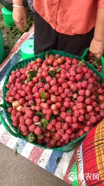 妃子笑荔枝    ，广东荔枝品种齐全，价格美丽，