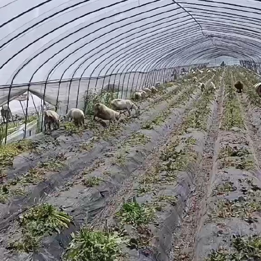 嘉善县白山羊公羊