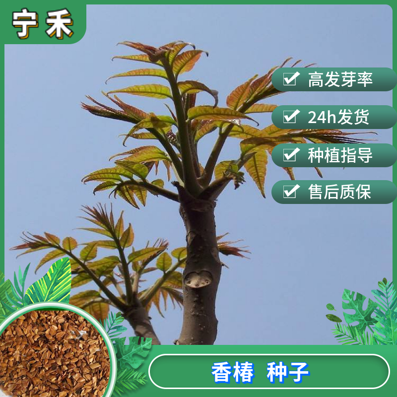 南京香椿种子 红油香椿种子 香椿树种子臭椿树种子 食用芽苗