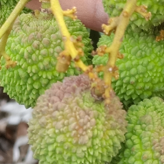 雷州市妃子笑荔枝 大量精品妃子笑果头大