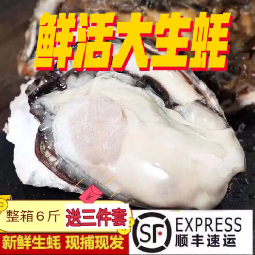 东山县长牡蛎 【顺丰包邮】福建生蚝鲜活新鲜海蛎子特大海鲜牡蛎即食水