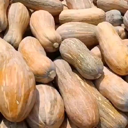 嘉鱼县 广西南瓜大量上市