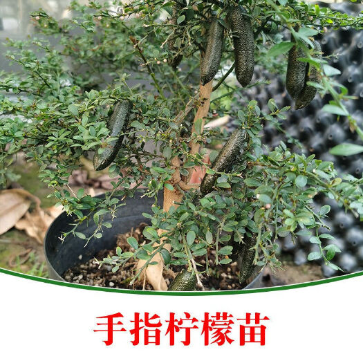 灵山县青柠檬苗 澳洲手指柠檬树苗新品种指橙柠檬苗嫁接果树苗当年结果南北方盆栽