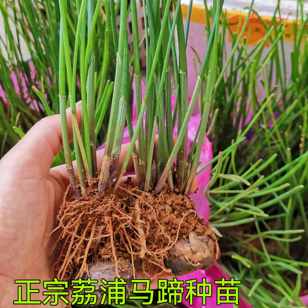 荸薺種苗 荔浦馬蹄苗桂蹄二三號組培苗一、二代苗