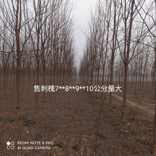 获嘉县树枝 