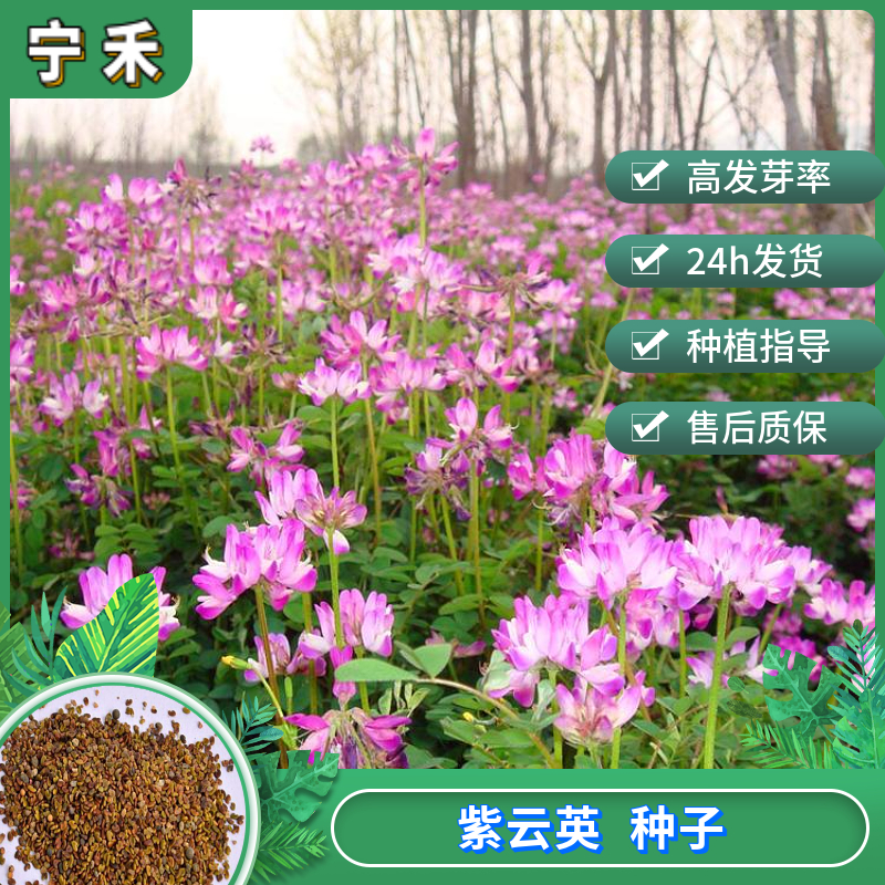 南京紫云英种子 果园绿肥  猪兔鸡鸭鹅牛羊高蛋白高产牧草