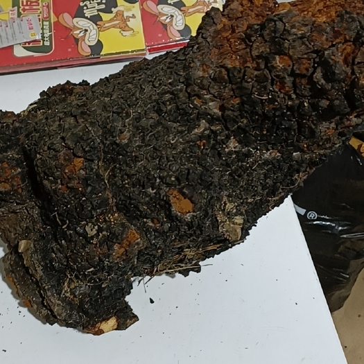 松潘县 桦树茸