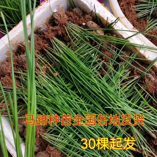 荸荠种苗 荔浦马蹄苗桂蹄二三号组培苗一、二代苗