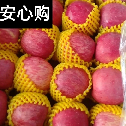 蒙阴县沂蒙山区红富士苹果产地 口感脆甜卖相十足 一手货源量大从优