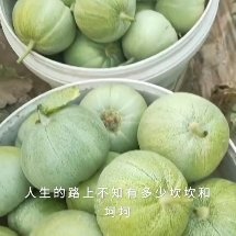  绿宝石甜瓜