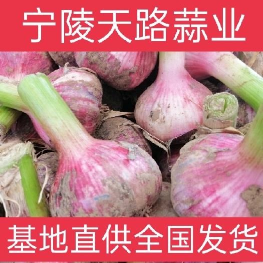 宁陵县紫皮蒜   河南宁陵优质鲜蒜大量供货，品质好，代收代办，诚信