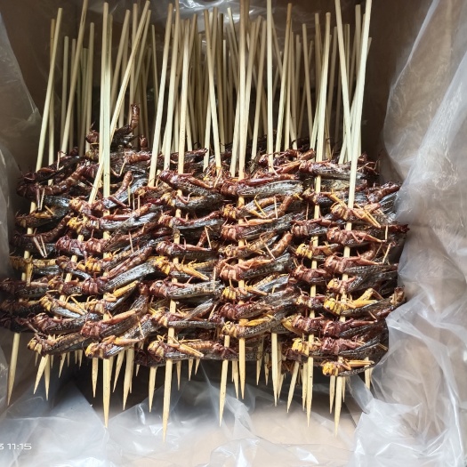 范县 东亚飞蝗！蚂蚱！蝗虫！活体成虫！各种包装冷冻品！
