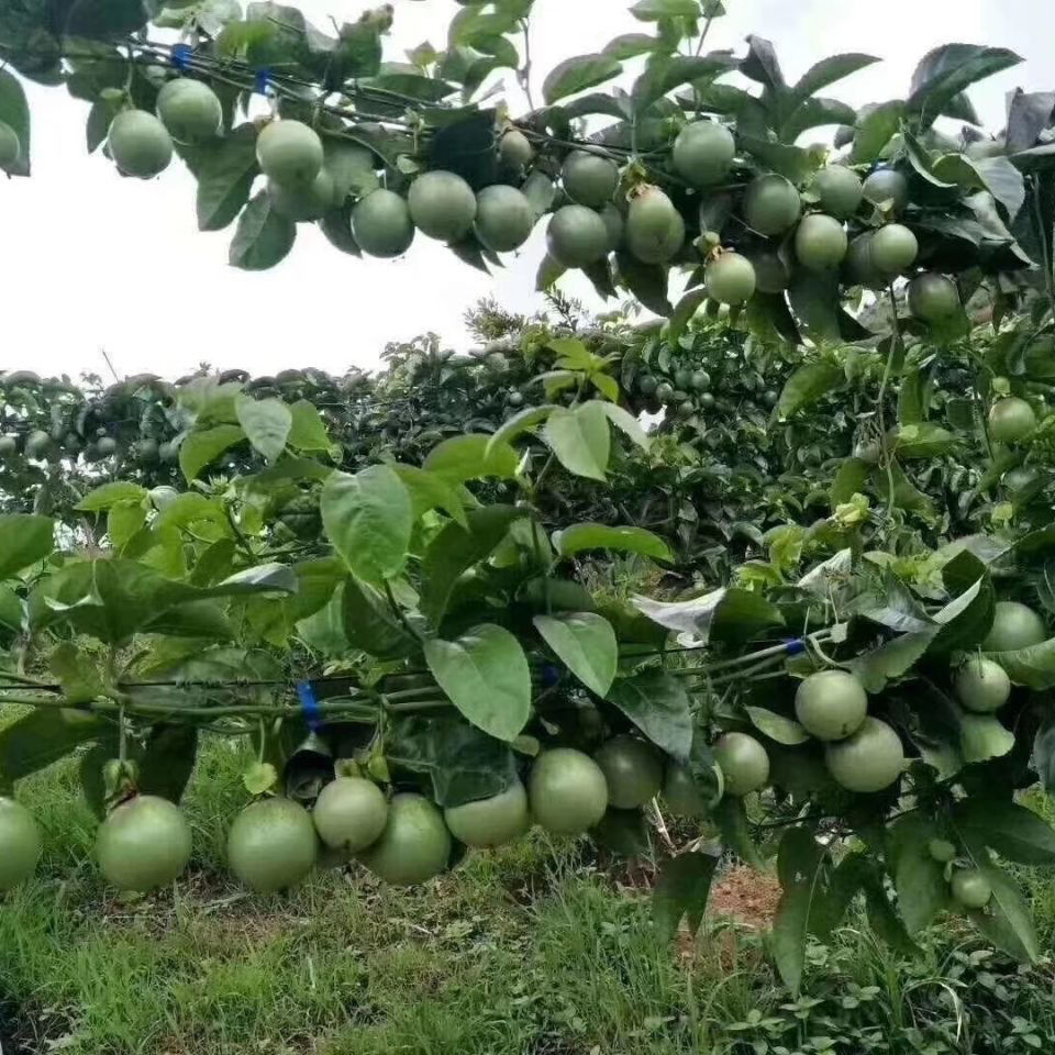 黄金百香果苗 钦蜜九号嫁接苗，叶色青秀，拖病毒苗，全是大型母