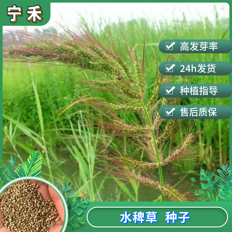 南京稗子种子 水稗草种子 鱼虾蟹 马牛羊可食用 高营养牧草种子
