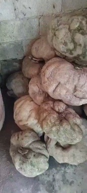 蒙自市山乌龟 地不容，