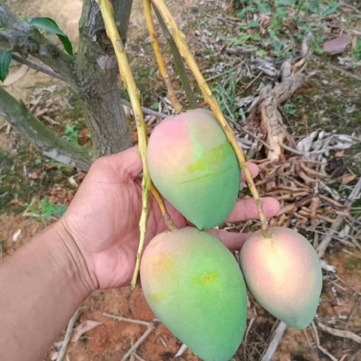 百色台农芒 广西各类芒果品种